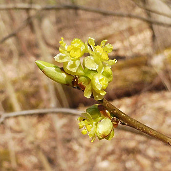 spicebush